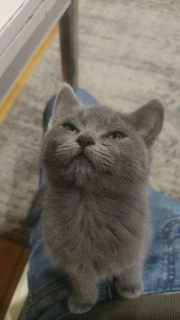 it qovan aparat: Siam, Dişi — 2