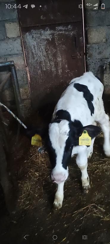 Buzov 1 ayliqdi diwidi — 2