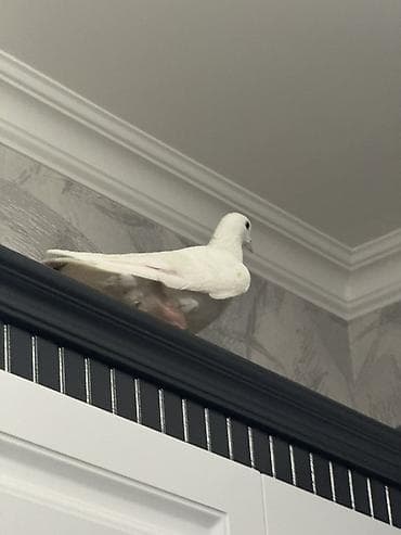 Ağ güvercin – dekorativ/ev quşu Cox ağıllı quşdu harda qoysan ordada