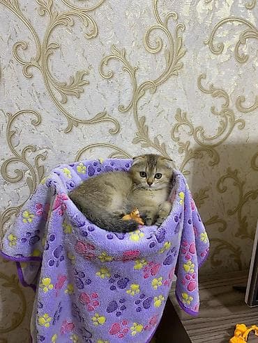 ev meymunları: Balaca pişik balası – krem rəngli tüklər, iri mavi gözlər, qısa — 10