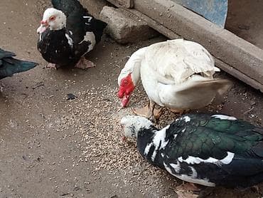 Птицы: ÇOX TECİLİ SATLİR DAMAZLİQ HEYVANARDİ ELADLAR İÇLERDE AQ QARA BAŞDA — 10