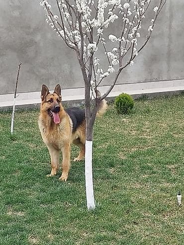 pitbull itleri: Alman çoban iti, Erkek — 4