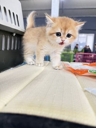 Gəmiricilər: Fars, Erkək, Dişi — 4