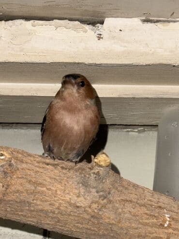 çardaq quşun yuvası: Məhsul: Qafesdə cüt xonçayarpaq/quş (fringillid tipli ötmə quşları) — 5