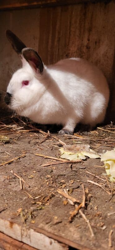 Təmiz Kaliforniya Dovşanı 1ədəd dişi Ünvan Novxanı