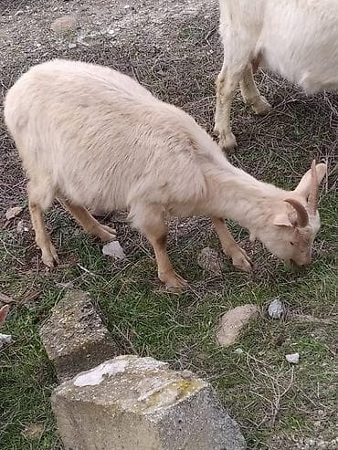 Коровы, быки: Diri cəkisi 6 m topdan satilir,quzularda var 9.5m — 3