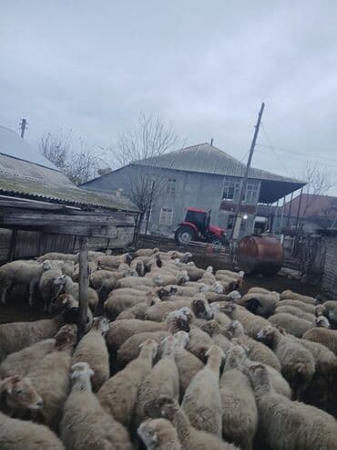 электрическая машинка для стрижки овец: Dişi, il: 5, 45 kq, Damazlıq, Südlük — 8