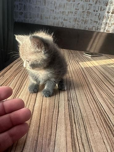 pisik latok: Şotland yastı qulaq — 6