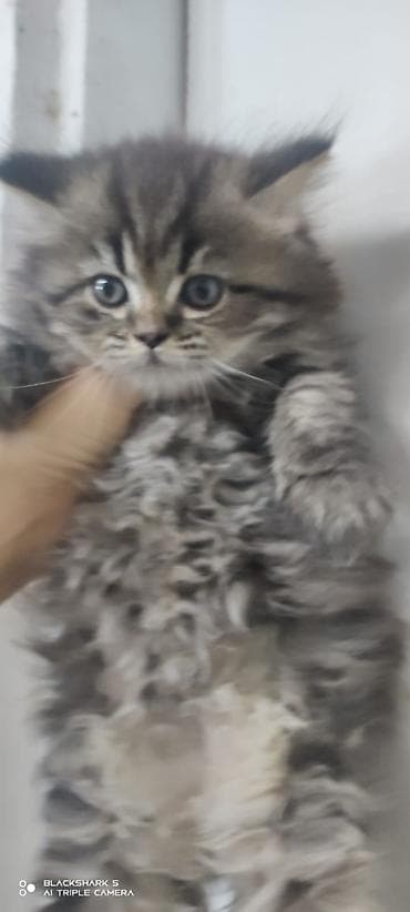 pişik ucuz: Şinşilla, Erkək, Dişi, Yaxşı əllərə, Pulsuz çatdırılma, Ödənişli çatdırılma — 3