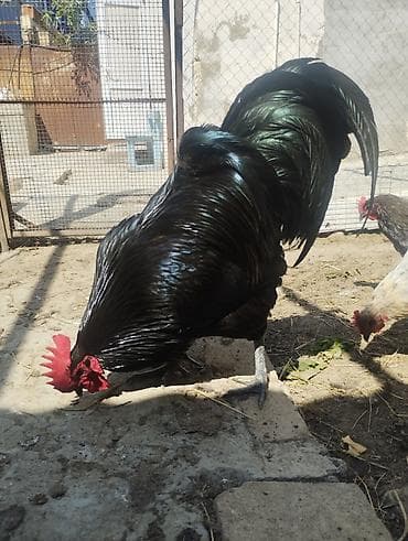 it damları: Toyuq cücələri, Damazlıq, Ünvandan götürmə — 9