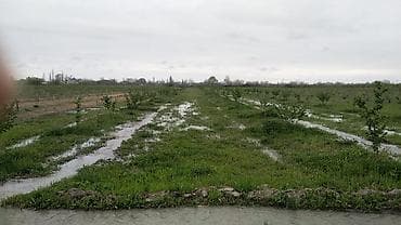 xocasende torpaq satilir: 48 sot, Kənd təsərrüfatı, Mülkiyyətçi, Kupça (Çıxarış) — 1