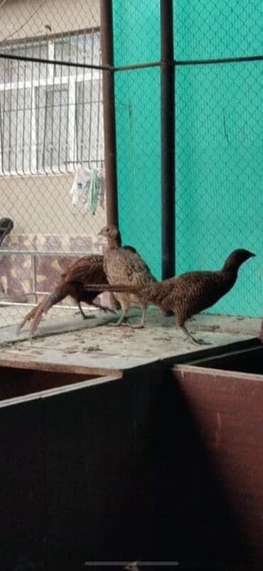 Коровы, быки: Петух, лет: 1, Самовывоз — 2