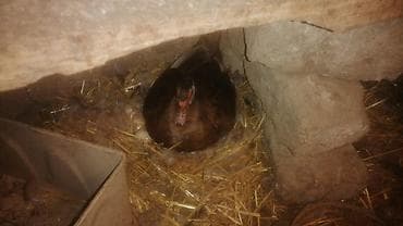 lal ordek: Lal ordek balalari KRASNODARKUL RENGİ MACAR və ZUMRUDU sort . Qiymet — 9