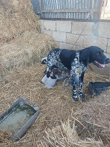 cins qazlar: Alman qısatüklü ov iti balası (German Shorthaired Pointer) – — 7