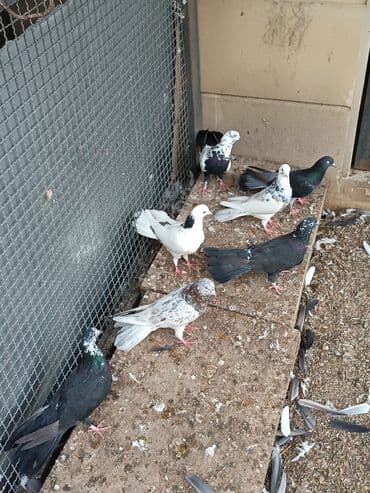 dəvəquşu yumurtası qiyməti: Şəkillərin hamısına baxın. hər cinsdə quşlar satılır . qiymət biri — 10