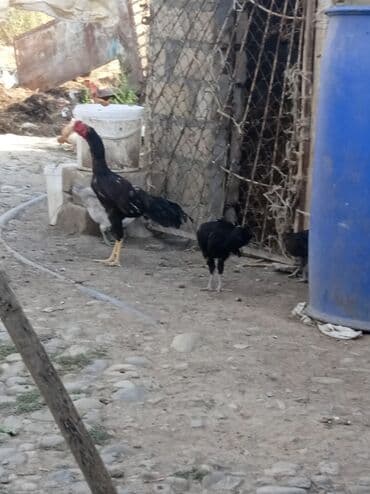 Inəklər, öküzlər: Toyuq, Damazlıq — 2