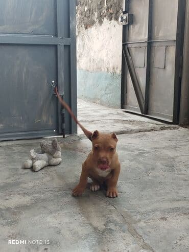 it gəncə: Pitbul, 2 ay, Erkek, Peyvəndli, Ünvandan götürmə — 1