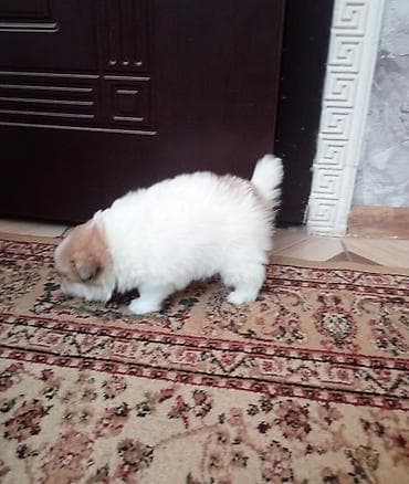 xaski satisi: 1 ay, Dişi, Peyvəndli — 1