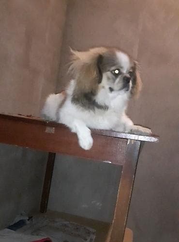 Pekines lalafo.az -da Pekines