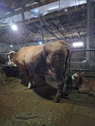 cins inekler: Sudluk mallar kime lazimdi zeng vurub maraglana biler — 8