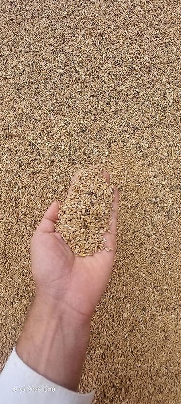 Дом и сад: Buğda klyonka üstünde. 5. 6 ton kim istese Whatsapla elaqe saxlasin — 1