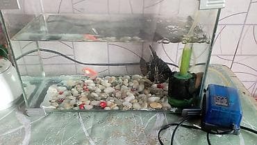 at sekilleri: Akvaryum komplekti - Şüşə akvarium: düzbucaqlı, yanlarında — 2