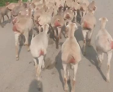 atlar ucuz: Toğlumuz. Satılır Razlaşma. yolu. var. Əlaqə Nömürə. 051. 751. 05 — 2