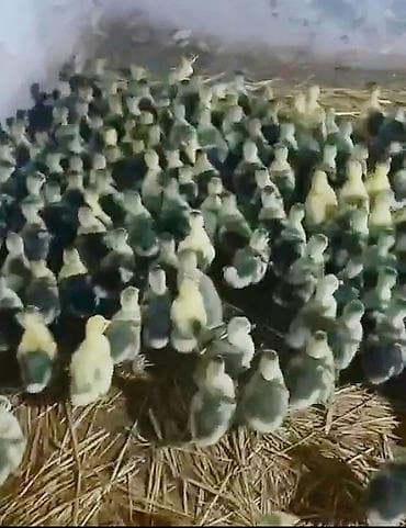 Бараны, овцы: Гусята, Для разведения, Самовывоз, Платная доставка, Доставка в районы — 3