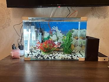 akvaryum filtirleri: Dördbucaq akvarium, Balıqlarla birlikdə, 20 l, Ünvandan götürmə — 3