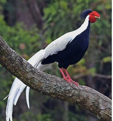 Subaru: Limon qirqovul-8 ayliq -60Azn Qızılı qirqovul-2ilik-120azn Gümüşü — 3