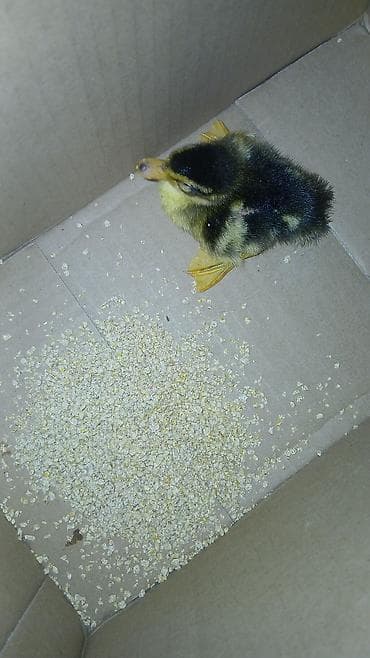 ördək haqqında məlumat: Məhsul: Ördək balası (cücə) Təsvir: - Şirin, sağlam görkəmli ördək — 2