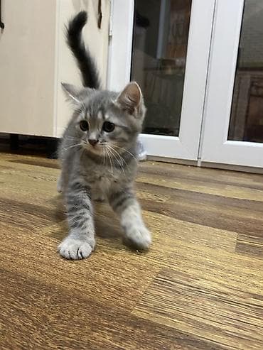 qax heyvan: Tabbi, Erkək, Yaxşı əllərə, Pulsuz çatdırılma — 2
