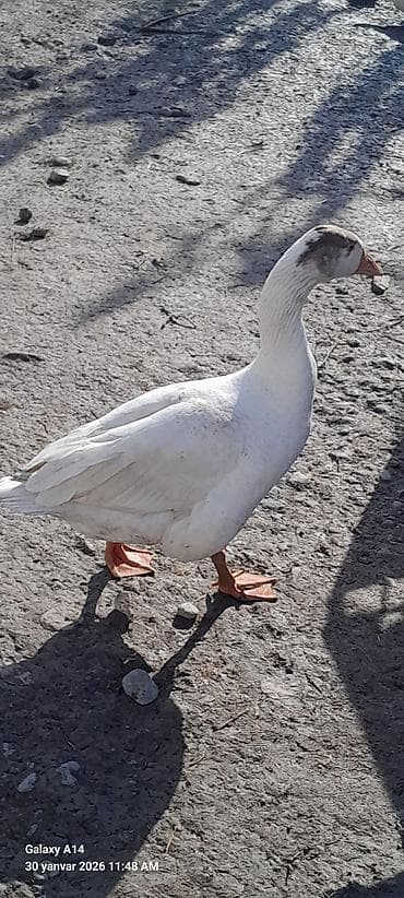 bala quzu: Salam aleykum qırmızı fərə təmiz qan öküzü heyvanların balasıdır 25azn — 6