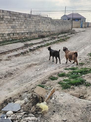 qara avstrolorp: Erkək, il: 2, 35 kq, Damazlıq, Ödənişli çatdırılma — 4