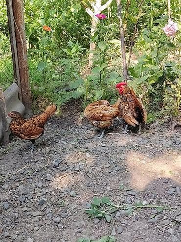quş yarım tip: Toyuq cücələri, Damazlıq — 3