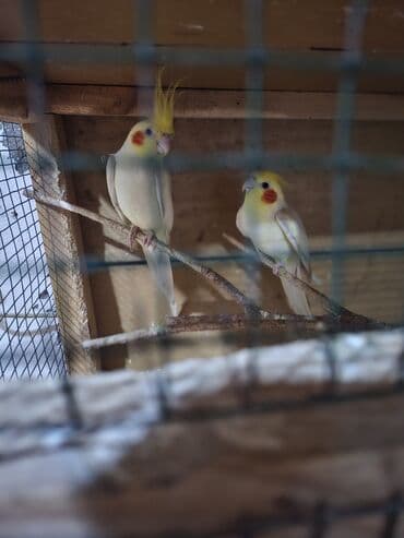 Heyvanlar üçün mallar: Karella erkey disi satilir insana orgenibler elde boyunda otururlar — 2