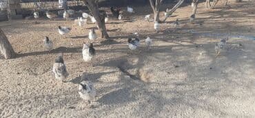 Keçi, çəpiş: Toyuq, Adler, Damazlıq — 2