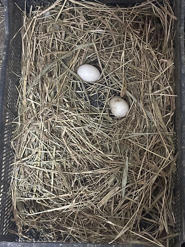 Məhsul: Ördəklər (yerli qarışıq cins) 22 ədəd yumurtası var 50 qəpik 1