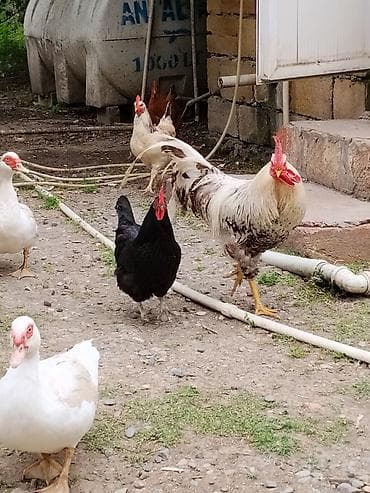heyvan bazari inekler: 6 dene toyuq 1 xoruz toyuq 11 xoruz 20 sağlam heyvanlardi toyuqların 4 — 5