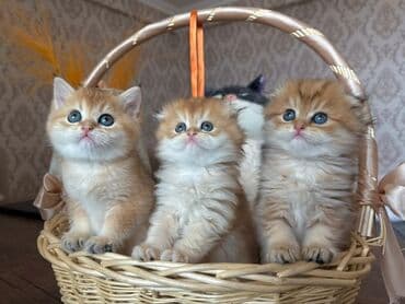 Balıqlar: Britan yastı qulaq, Erkək, Dişi, Yaxşı əllərə, Ünvandan götürmə, Pulsuz çatdırılma, Ödənişli çatdırılma — 20