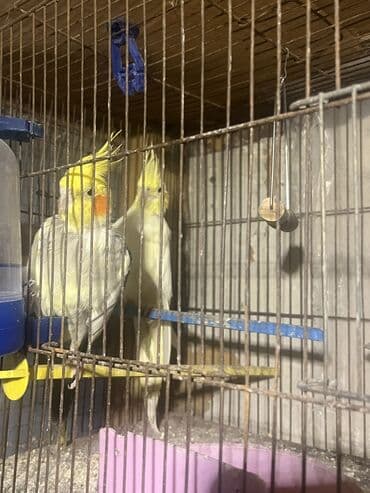 vəhşi pişik adları: Sağlam dişi və erkək papuqaylardı qəfəs yuva və qəfəsin içindəki — 1