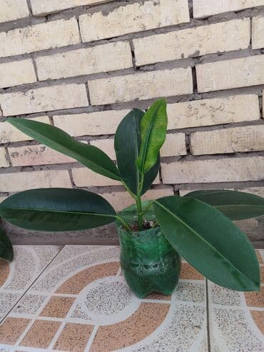 продам фикус бенджамина: Fikus — 1