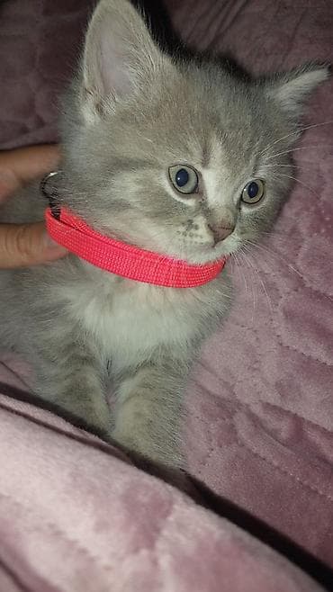 pişik daşıma: Yaxşı əllərə — 2