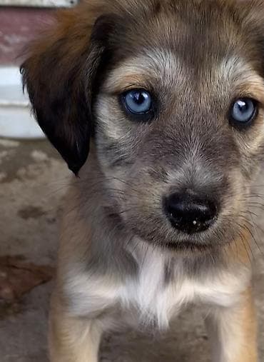 xaski balaları: Koker spaniyel, 2 ay, Dişi, Peyvəndli — 7