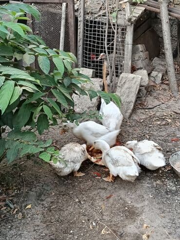 kuban ördek: Ağ rəngli, müxtəlif ölçülü ördəklər mövcuddur.Órdeyin 1í 20 manata — 3