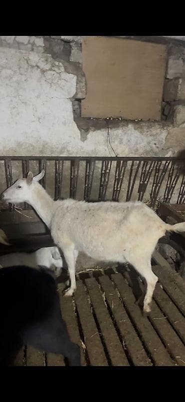 Mal-qara: Dişi, Zanen, il: 4, Damazlıq, Ünvandan götürmə — 1