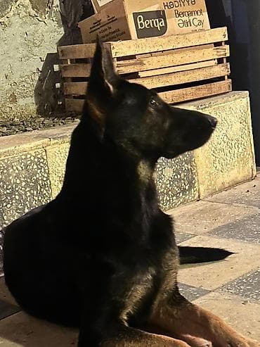 balaca it cinsi: Alman çoban iti, 4 ay, Dişi, Peyvəndli — 3