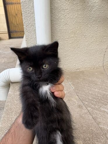 домашние котята добрые руки: Yaxşı əllərə — 4