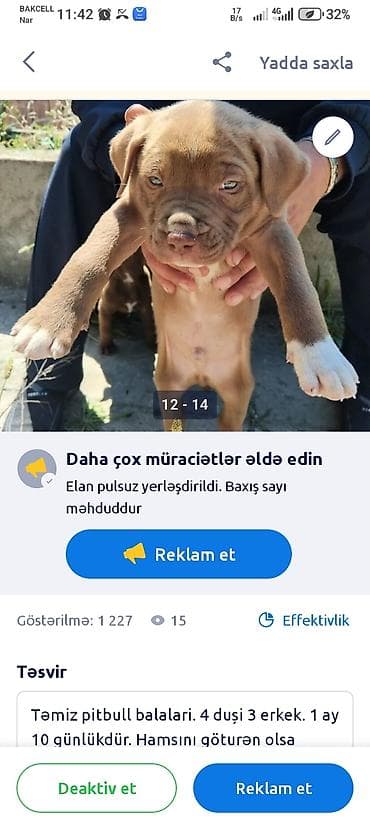 ov itləri: Pitbul, 1 ay — 10