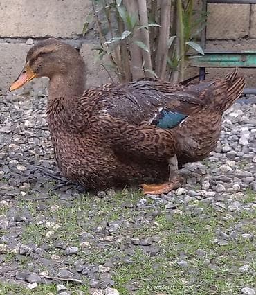 qaz quş: Blue Rouen Ördeklerinin satışı — 5